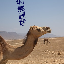 韩国演艺圈  如如 铢铢较量）