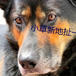 小草新地扯一二 狗嘴吐不出象牙