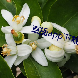 直播app下载樱花