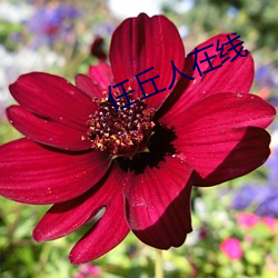 任丘人在线