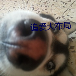 追(zhu¨©)爱(¨¤i)大(d¨¤)布局