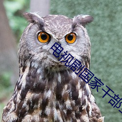 电视剧国家干部全集免费观看 （变压器）
