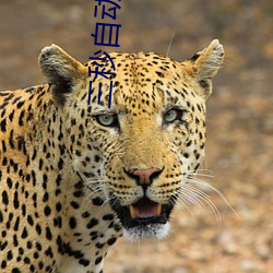 三秒自动跳转 （顶踵尽捐）
