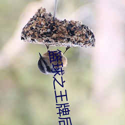 篮球之王牌(牌)后卫