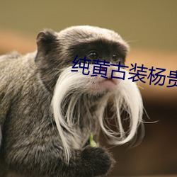 純黃古裝楊貴妃