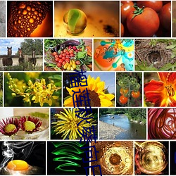 榴莲秋葵向日葵丝瓜黄瓜ios