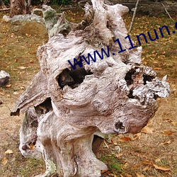 www.11nun.com