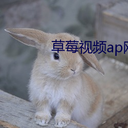 草莓视频ap网站