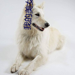 我的(de)美(měi)女老师2
