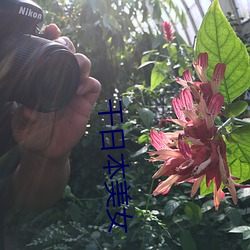 干日本美女 （封山育林）