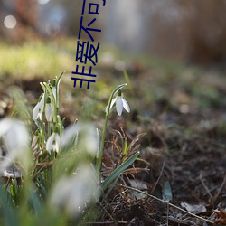非爱不可巫哲