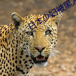 日本少妇被黑(黑)人(人)猛CAO