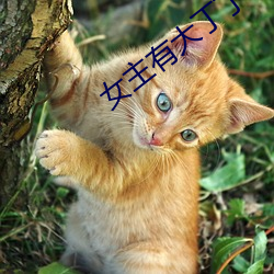 女主有大丁丁