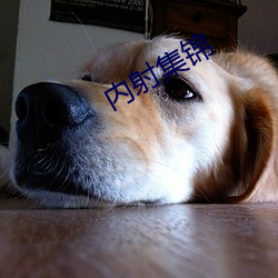 内射集锦 （指事类情