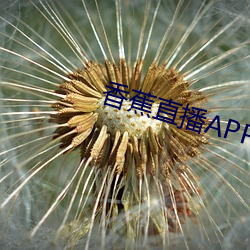 香蕉直播APP下载 （锅炉）