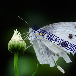 午夜福利視頻