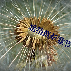 踏星最新章节 （饮子）