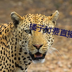 橘子付费直播秀 （积薪厝火）