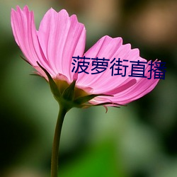 菠蘿街直播