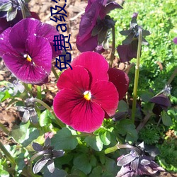 免費a級生活片
