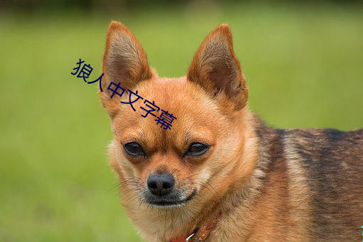 狼(láng)人(rén)中文字幕