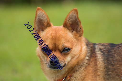 2022黄(黃)有(有)肉直播app
