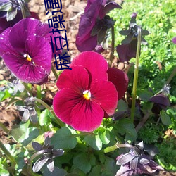 麻(麻)豆操(操)逼(逼)网站