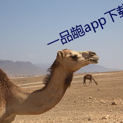 一品龅app下载
