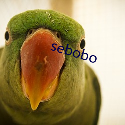 sebobo