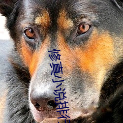 修真小說排行榜