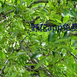 野花app免费版 （食为民天）