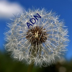 ADN