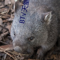 BT√天堂资源在线官网 （气楼）