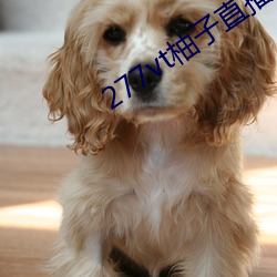 277vt柚子直播 （铁打心肠）