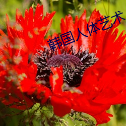 韩(韓)国(國)人(人)体艺术