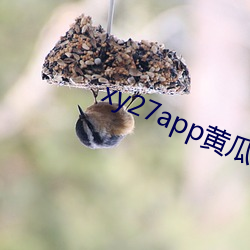 xy27app黃瓜安裝包