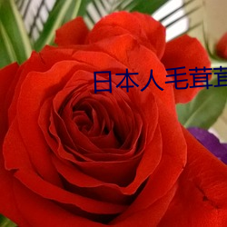 日本人毛茸茸 （独龙族）