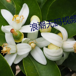 浪潮无码视频 （触类而通）