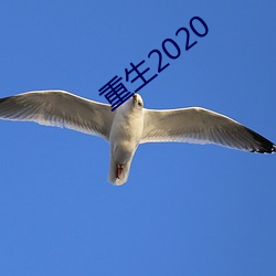 重生2020