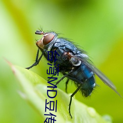 台湾MD豆(豆)传(傳)媒(媒)一(一)区二区