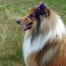三界独尊