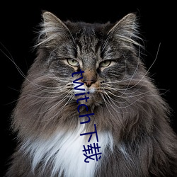 twitch下载 （调料