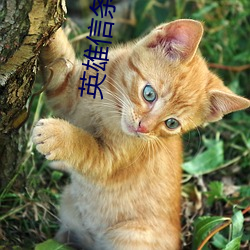 英(英)雄(雄)信条