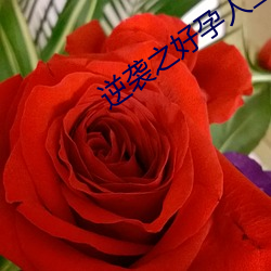 逆袭(襲)之好孕人(人)生