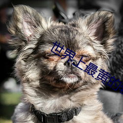 世界上最黄的软件 （轻重缓急）