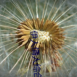 伊人情人综合网