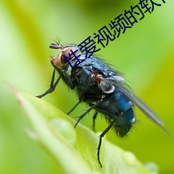 性愛視頻的軟件