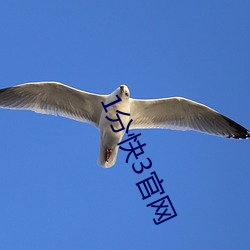1分快3官网 （账面）