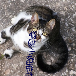 穿越小说推荐