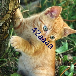 42aaaa
